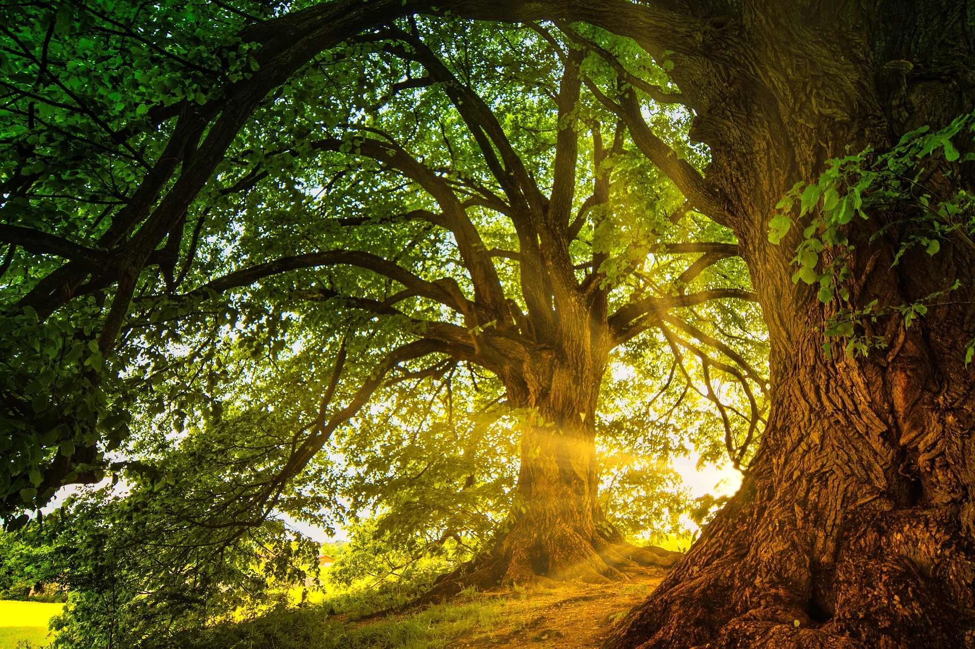 Header image with trees